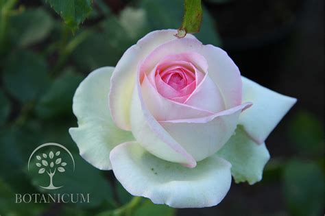 Роза Eden Rose 85