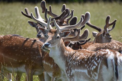 Fallow Deer The British Deer Society