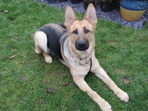 Narla 8 Month Old Female German Shepherd Dog Dog For Adoption