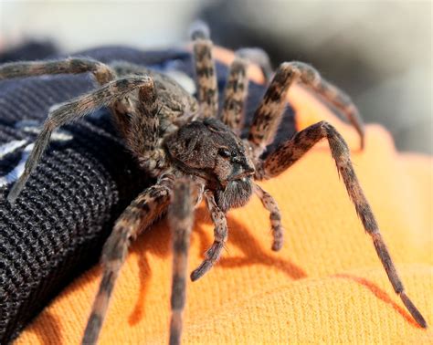Spider On Orange Glove Big Brown Spider On A Black And Ora Flickr