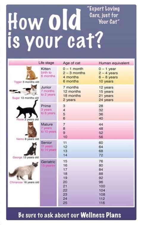 cat weight chart by age lbs