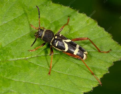 Wasp Beetle Stock Image C0303395 Science Photo Library