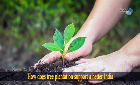 How Does Tree Plantation Support A Better India