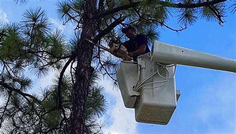 Medium sized trees between 30 and 50 feet in height, cost between $700 to $1,000 to trim. How Much Does Tree Removal Cost? | Tree removal cost, Tree ...