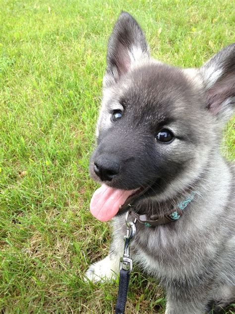 17 Best Images About Norwegian Elkhound On Pinterest