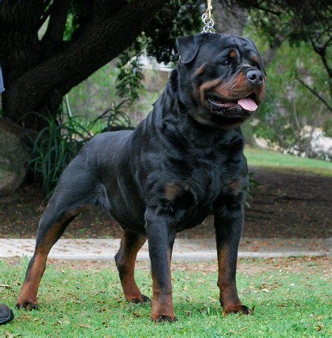 Muscular Rottweiler Stud Dog Tough Dog Names Rottweiler Dog