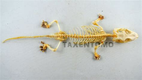 Gecko Skeleton