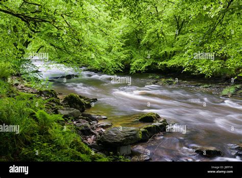 The River Barle In Spring In Exmoor National Park Near Dulverton
