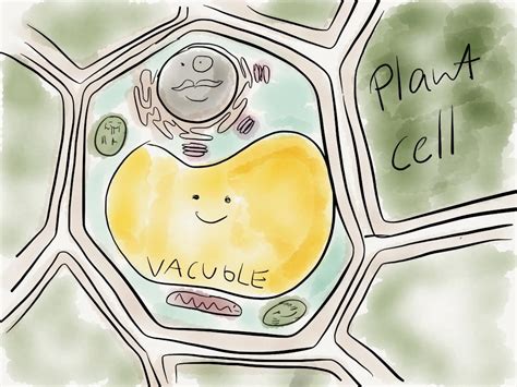 Plant Cell Drawing Plant Cell Structure And Parts Explained With A