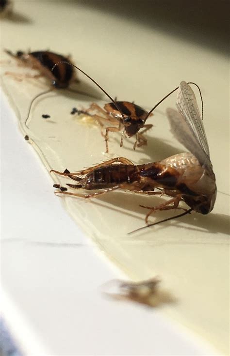 Greenville is a city in south carolina and is known for being the cultural and entertainment center for the upstate. Pest Control for Cockroaches - Greenville Spartanburg ...