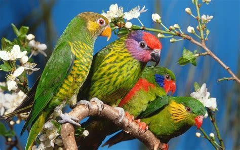 Best Hd Wallpapers Collection 50 Beautiful Birds Hd Wallpapers