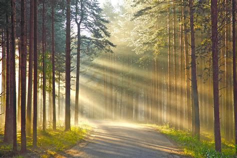 Wallpaper Rays Of Light Nature Roads Forest Trees 2628x1752
