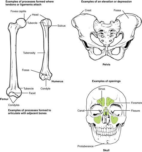 63 Bone Structure Anatomy And Physiology