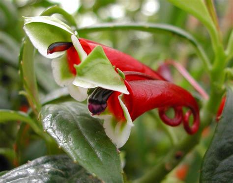 Only Us Source Rare Unusual Impatiens Paucidentata Ebay