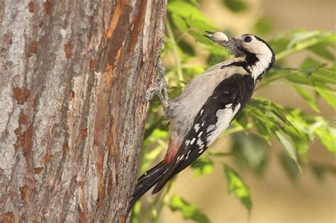 Syrian Woodpecker Dendrocopos Syriacus Stock Image C0098465