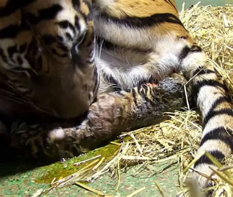 Motherly Instincts Kick In After Tiger Gives Birth To Lifeless Cub