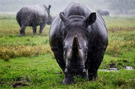 El Rinoceronte Negro