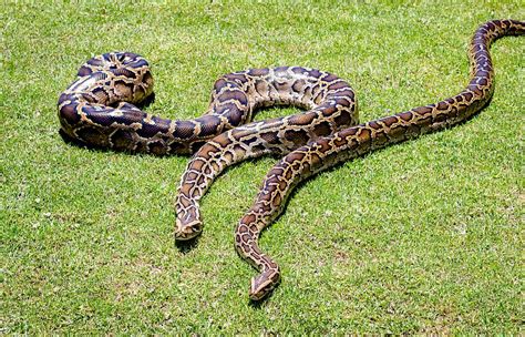 Burmese Python Care Sheet For Python Bivittatus As Pets