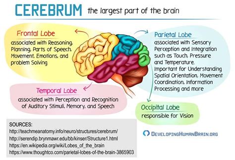 Ventral areas control motor function and convey motor. Your Brain Structure - What is the Brain Made Of? | Brain ...