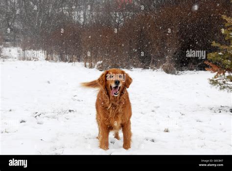 Golden Retriever At Snowfall Stock Photo Alamy