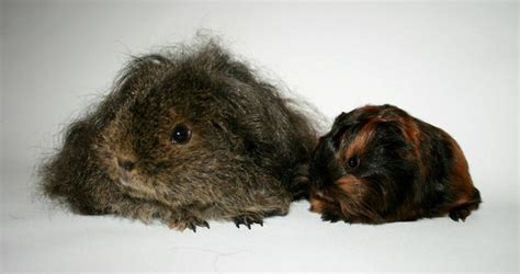For Sale Long Haired Cavies