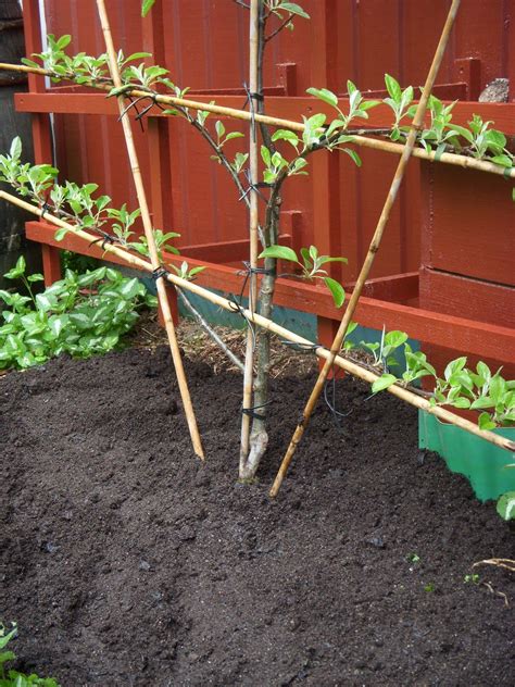 On elaborately trained espalier fruit the angles need to be sharp and the attention to detail precise, and not just for aesthetic reasons. espalier how to get it started | Garden trees, Espalier ...