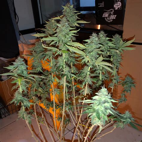 We did not find results for: Galerie des Variétés: Blue Gelato 41 (Barneys Farm) PIC ...