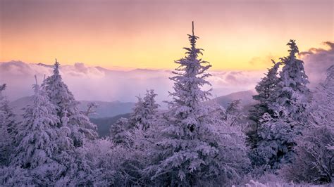 Snow Covered Mountain With Trees Under Brown And Yellow Sky During
