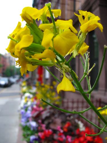 Ph new york ny 10012 manhattan » soho tribeca cross street: Yellow Flowers in Manhattan | ScienceBlogs