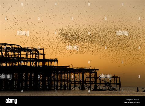 A Murmuration Flock Of Starlings Flying Over A The West Pier In