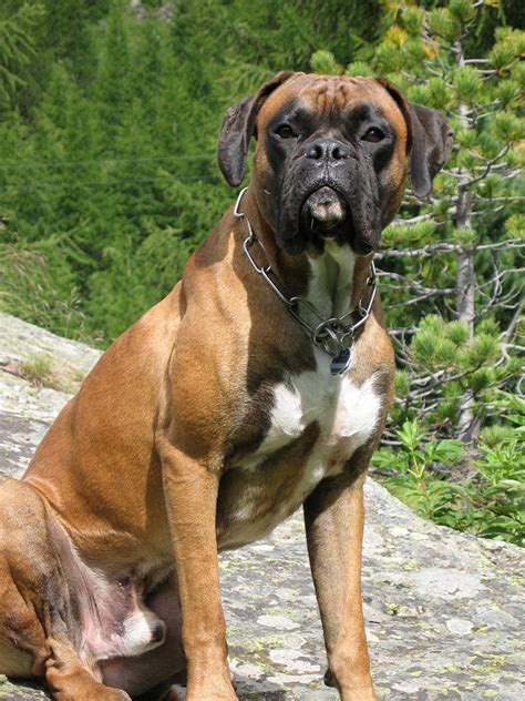 Filefilo Boxer