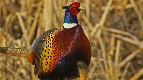Iowa Hunting Pheasant Population Second Highest In A Decade
