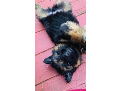 We have 7 lovely purebred long stock coat german shepherd puppies ready to go to their new loving and caring families from 7th february. Gorgeous long-haired german shepherd puppies for sale in ...