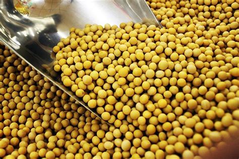 China Has Made Great Progress In Gmo Soybean Corn Projects Ministry