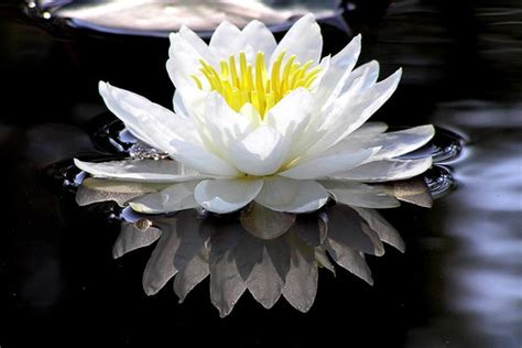 Water Lily Reflection Tonny Flickr
