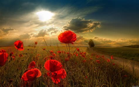 Find images of beautiful natural scenery. Sunset over a poppy field | Beautiful nature, Beautiful ...