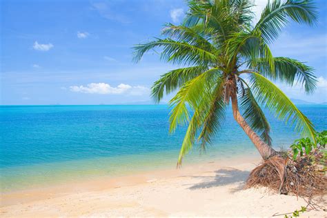 Palm Tree Almost Touching Turquoise Sea 4k Ultra Hd Wallpaper