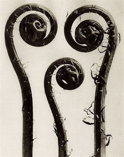 Karl Blossfeldt Plate 8 Adiantum Pedatum Circa 1930 Artsy