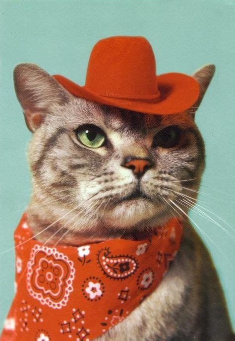 15 Cat Cowboy Hat Pictures That Will Melt Your Heart Кошачья одежда