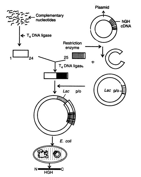Epidermal growth factor receptor (egfr) is a transmembrane protein that is activated by binding of its specific ligands, including epidermal growth factor and transforming growth factor α (tgfα) erbb2 has no known direct activating ligand, and may be in an activated state constitutively or become active upon heterodimerization with other family members such as egfr. Cloned Genes and Production of Growth Hormones, Vaccines ...