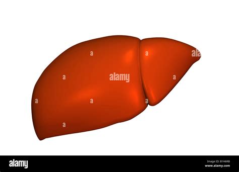 Cuerpo Humano 3d Y Anatomia Del Higado Imágenes Recortadas De Stock Alamy