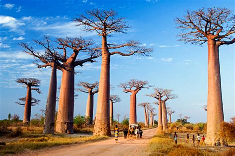 La Leyenda Del Baobab Rutha Hacia África