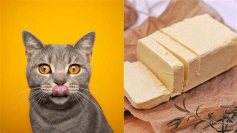 My Cat Ate Butter Is It Safe