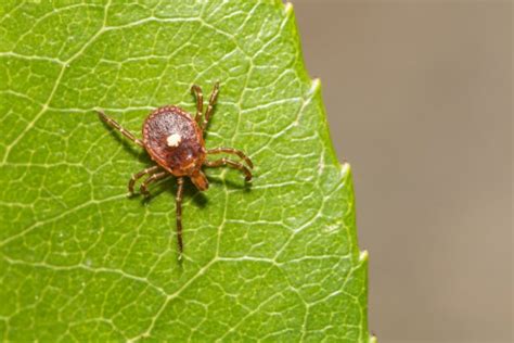 15 Types Of Ticks In Maine With Pictures House Grail