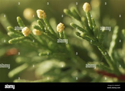 Lemon Scented Monterey Cypress Cupressus Macrocarpa Goldcrest