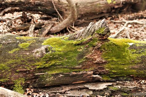 Moss On Fallen Tree Free Stock Photo Public Domain Pictures