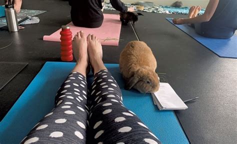 These Bunnies Doing Yoga Will Encourage You To Work Out Meowdiction