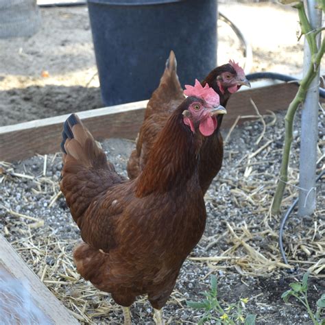 Rhode Island Red Chicken Breed Guide Kennen Sie Ihre Hühner Lost