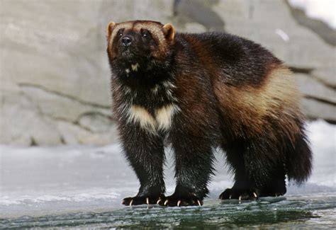 Judge Prods Wildlife Service On Protection For Wolverines The New
