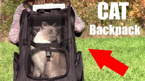 Choose one that's durable, waterproof, and large enough for your cat to turn around and stand inside without crouching. The Best Cat Backpack to Take your Cat for a Ride - Dogalize